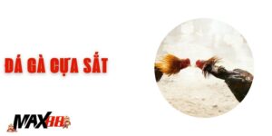 Đá Gà Cựa Sắt